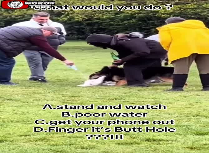 Video :An uncommon method is used to save a white dog that was mauled by a German shepherd